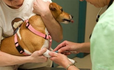 [Best Answer] how soon can my puppy get a rabies shot | SweetPuppies Amino