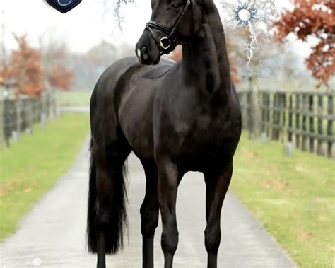 Back To Black 2017 Licensed And Approved Stallion Warmblood Sales