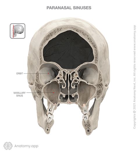 Maxillary Sinus Encyclopedia Anatomyapp Learn Anatomy 3d