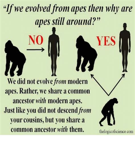 If We Evolved From Apes Then Why Are Apes Still Around No Yes We Did