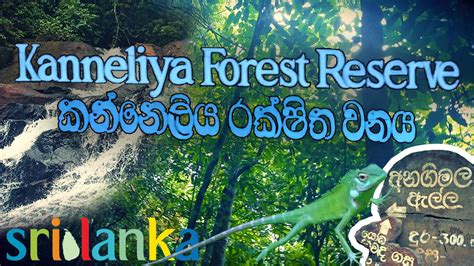 Amazing Episodes Of Kanneliya Rain Forest Sri Lanka Visit Sri Lanka