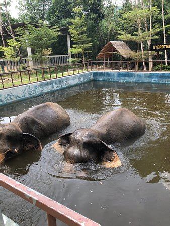 Hours, address, phuket elephant sanctuary reviews: Phuket Elephant Sanctuary: Updated 2019 All You Need to ...