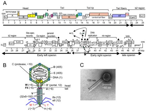 The lambda virus is a bacteriophage (virus that targets bacteria) that infects specifically the dna (deoxyribonucleic acid) is structure made up of nucleic acids that compose chromosomes made up. The Lambda genome and virion. (A) Genome of phage lambda ...