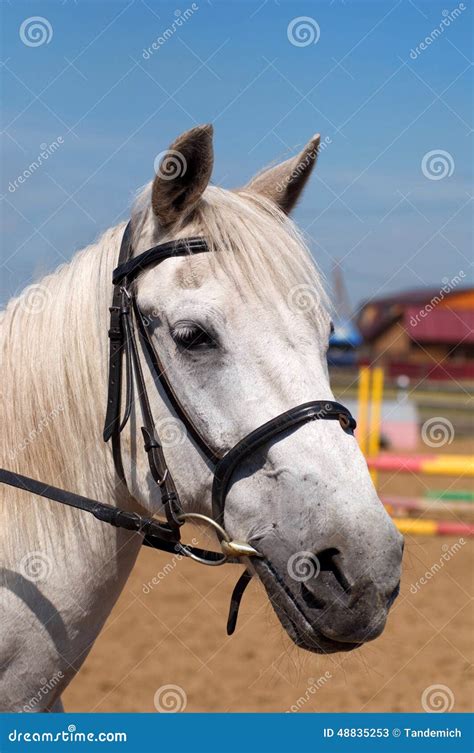 White Horse Head Close Up