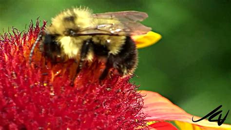 Maybe you would like to learn more about one of these? Bees Dying Off, Colony Collapse - YouTube