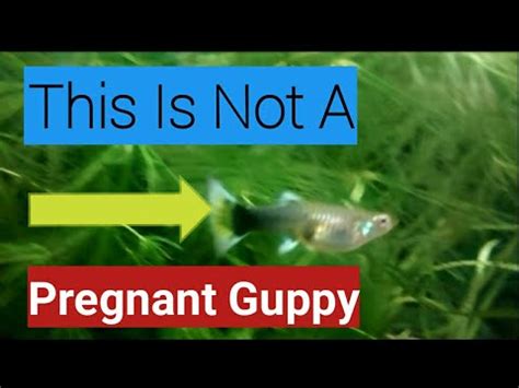 Female guppies are already a bit plump as it is, but size increases due to pregnancy are a bit different. Pregnant Guppies: How To Tell (2019) - YouTube