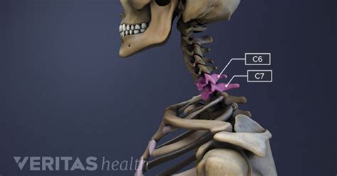 Spinal Motion Segment C6 C7 Animation Spinal Nerve Anatomy