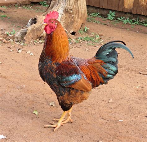 Birds Cock Chicken · Free Photo On Pixabay