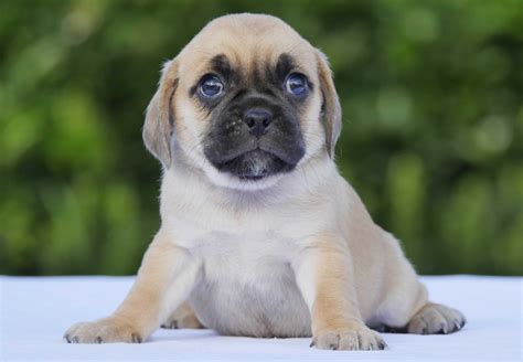 The current median price for all puggles sold is $2,012.50. Puggle Puppies For Sale | Chevromist Kennels