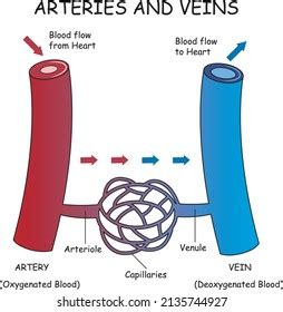 Artery Vs Vein Structure Diagram Images Stock Photos Vectors
