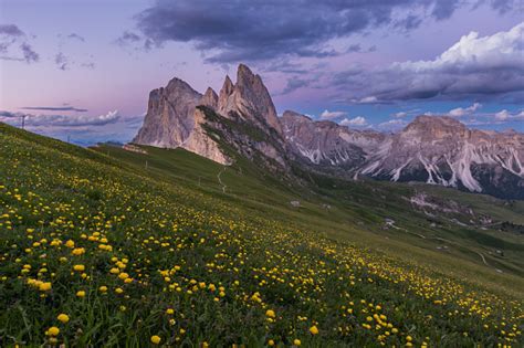 Stunning View Of Dolomite Mountain And Wildflower Field In Summer At