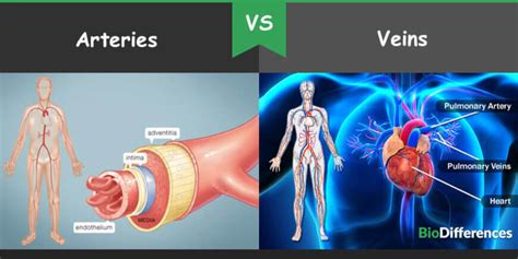 Difference Between Arteries And Veins Bio Differences