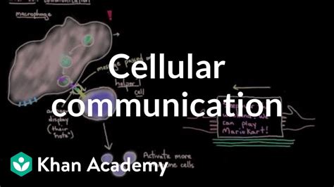 Cellular Communication Cells Mcat Khan Academy Youtube