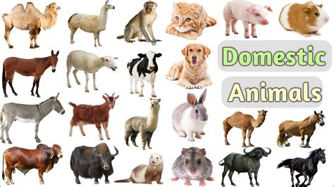Domestic Animals Vocabulary Ll 25 Domestic Animals Name In English With