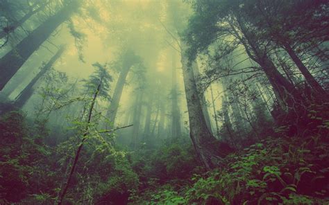 Details More Than 56 Dark Forest Aesthetic Wallpaper Incdgdbentre