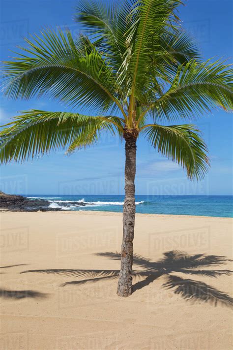 Single Palm Tree At Hulupoe Beach Manele Bay Lanai Hawaii United