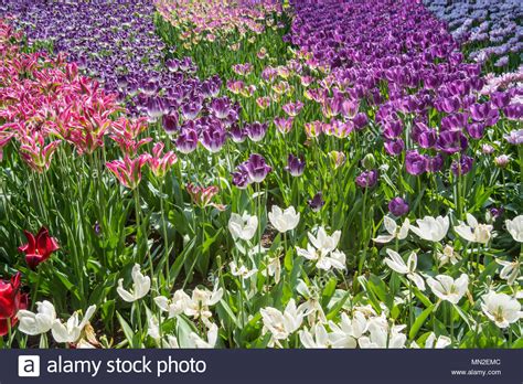 Bright Colourful Flowerbed High Resolution Stock Photography And Images