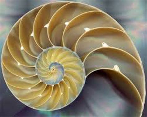 7 Beautiful Examples Of The Fibonacci Sequence In Nature Goldener
