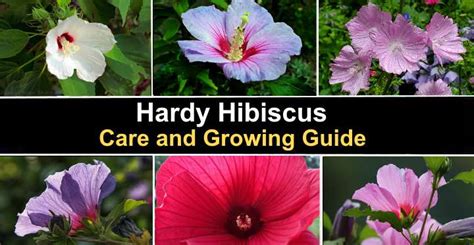 Hardy Hibiscus Care And Growing Guide