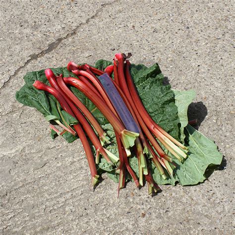 Rhubarb Fultons Strawberry Surprise Crowns Soft Fruit Kings Seeds