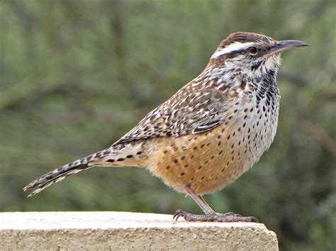 Cactus wren is the state bird of arizona. The Cactus Wren