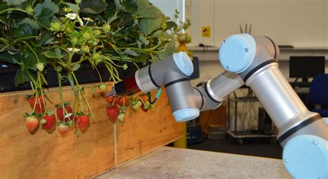 Brexit Prompts Push For Robotic Strawberry Pickers