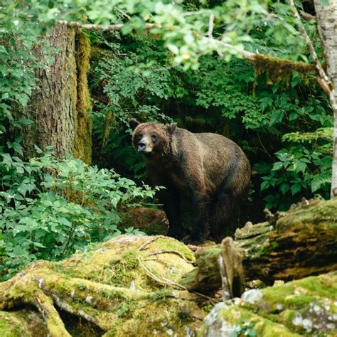 20 Photos From The Great Bear Rainforest To Inspire Nimmo Bay