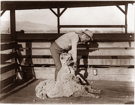 Old Picture Of The Day Shearing Sheep