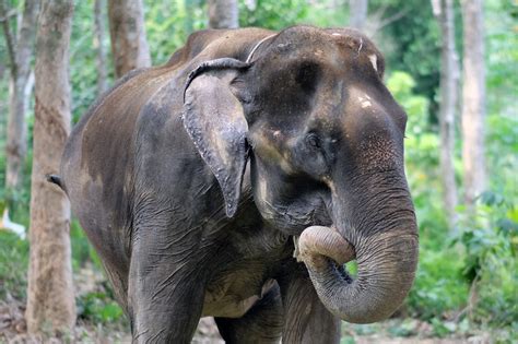 Now when everything is cleared and you're set to go, be ready to embark on limousine of you're lifetime! Phuket Elephant Sanctuary | FIRST ETHICAL ELEPHANT SANCTUARY