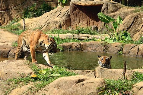 Drive through a jungle way to witness the animal fun in the safari wonderland and enjoy the animal show. A'Famosa Resort Malacca Malaysia (Safari Wonderland ...