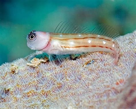Your sea animals stock images are ready. Beautiful Sea Creatures | Animals