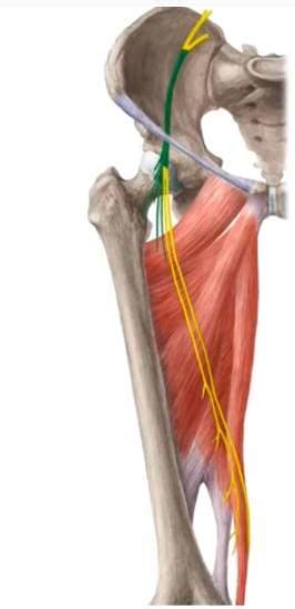 Hip Joint Bones Ligaments Blood Supply And Innervation Anatomy