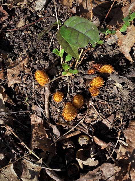 It's a completely free picture material come from the public internet and the real upload of. Rainbow Mountain 03.08.20 Land Trust Mushroom Hike, Squaw ...