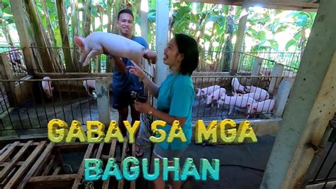 Proper Care Of Pigs Gabay Sa Wastong Pag Aalaga Ng Mga Baboy
