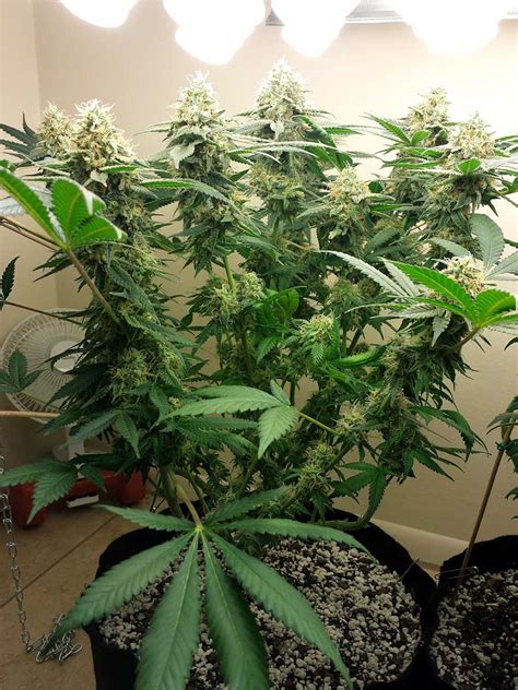 Best flowering stage tips for cannabis. How Far Away Do I Keep Grow Lights From Cannabis Plants ...