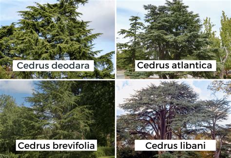 Different Types Of Cedar Trees With Pictures Identification Guide