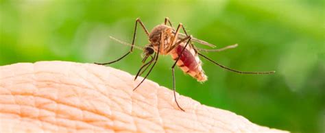 Terminix Reveals Its Top 25 Mosquito Cities Terminix