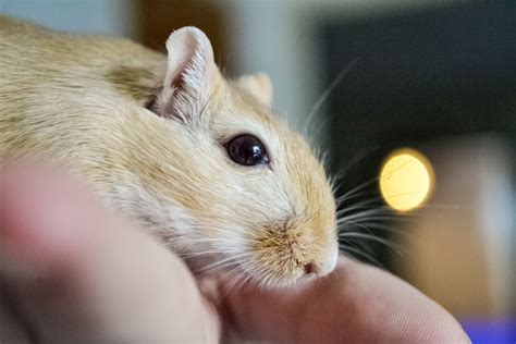 How To Take Care Of A Gerbil A Beginners Guide