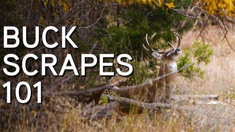 Understanding And Hunting Whitetail Buck Scrapes Where When And Why