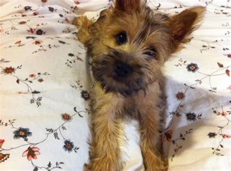 Cairn Terrier Puppy For Sale In Port Coquitlam British Columbia Your