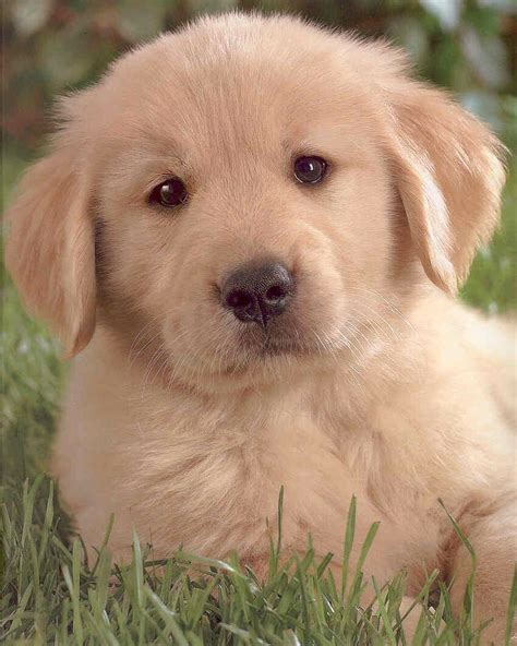 A golden retriever puppy, of course! Funny wallpapers|HD wallpapers: Cute golden retriever ...