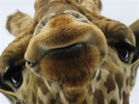 However, giraffe are very agile animals and have a great awareness about them, they usually detect any threat of attack and make a run for it. Well, isn't this lovely.: Funny Animals.