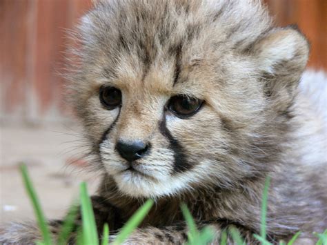 Baby Cheetah Face Free Stock Photo Public Domain Pictures