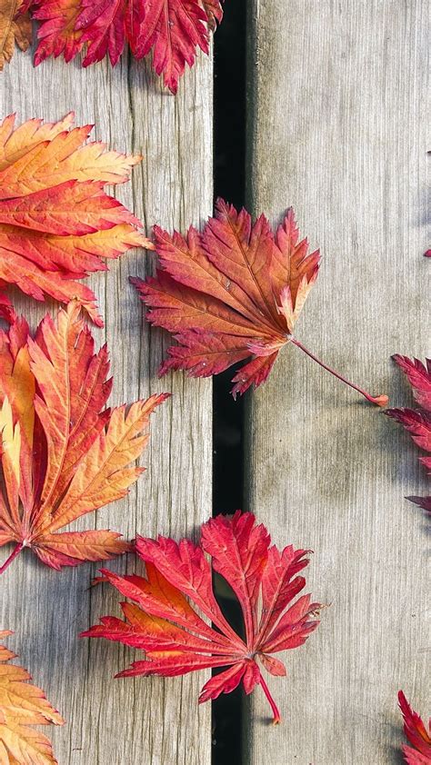 Red Maple Leaves Wallpapers Wallpaper Cave