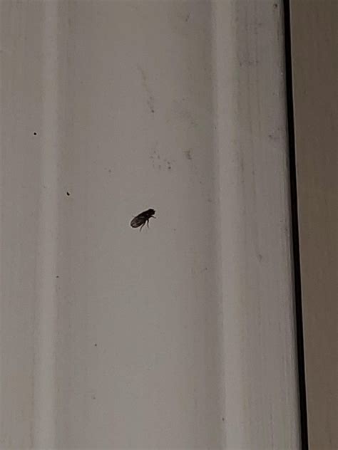 Tiny Black Flies In House Photos Cantik