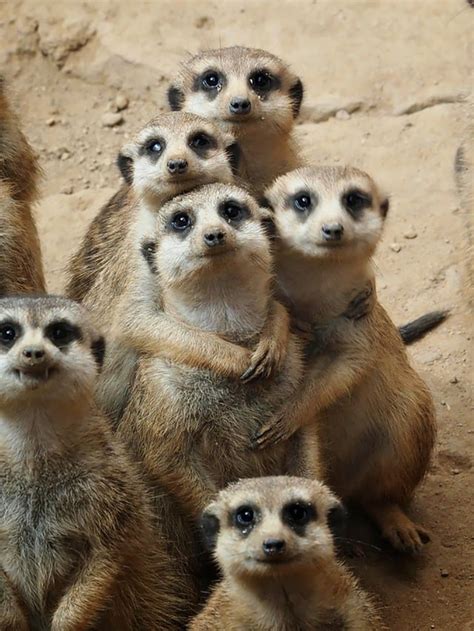 Meerkat Group Hug Aww