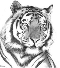 Imagenes de tigres para colorear. Imagenes para Dibujar de Tigres: Encuentra en este contenido algunas imagenes de tigres para ...