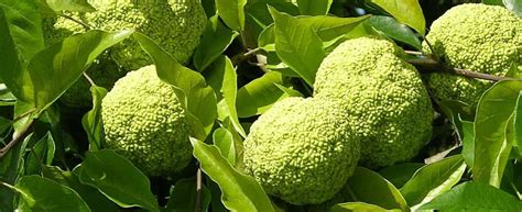 pettube spider ball pythons (self.hobbydrama). Hedge Balls Osage Orange Wood Narual - Online Store