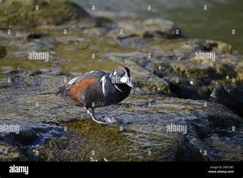 Harlequin Duck Histrionicus Histrionicus Male Drake Stock Photo Alamy