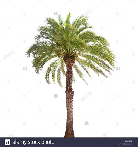 Single Date Palm Tree Isolated On White Background Stock Photo Alamy